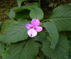 Image of Impatiens sylvicola Burtt Davy & Greenway