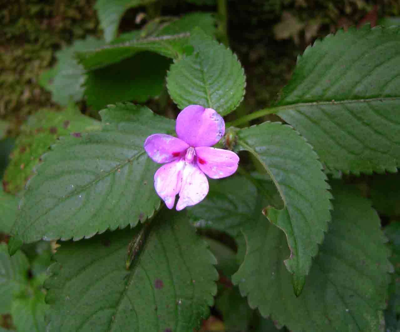 Image of Impatiens sylvicola Burtt Davy & Greenway