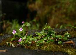 Image of Impatiens sylvicola Burtt Davy & Greenway