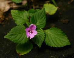 Image of Impatiens sylvicola Burtt Davy & Greenway