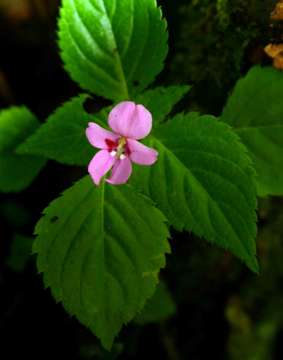 Image of Impatiens sylvicola Burtt Davy & Greenway