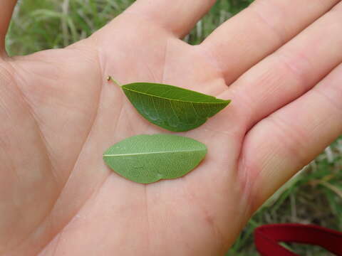 Image of Cudrania cochinchinensis (Lour.) Yakuro Kudo & Masamune