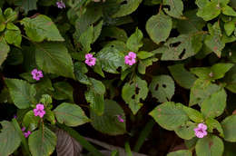 Image of Impatiens sylvicola Burtt Davy & Greenway