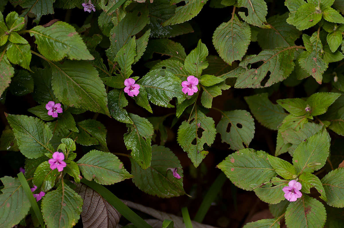 Image of Impatiens sylvicola Burtt Davy & Greenway