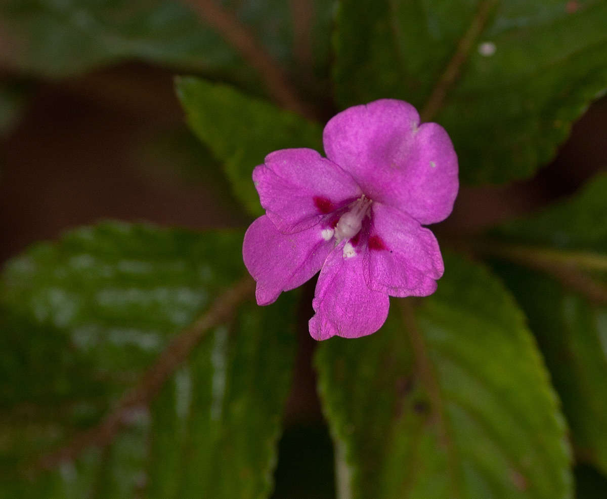 Image of Impatiens sylvicola Burtt Davy & Greenway