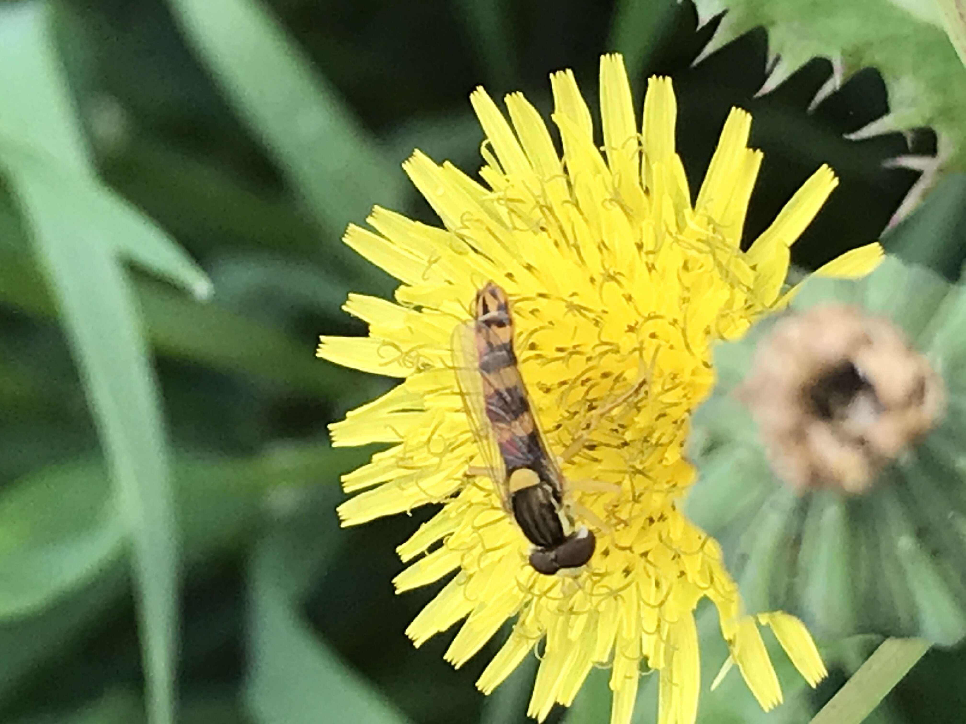 Sphaerophoria scripta (Linnaeus 1758) resmi