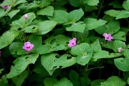 Image of Impatiens sylvicola Burtt Davy & Greenway