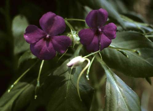 Image of Jewelweeds