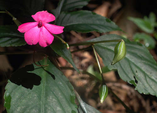 Image of Jewelweeds