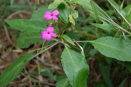 Image of Jewelweeds