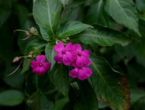 Image of Jewelweeds