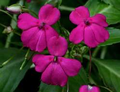 Impatiens resmi