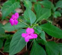 Impatiens resmi