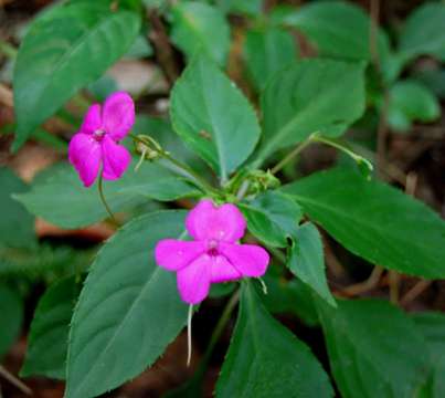 Image of Jewelweeds