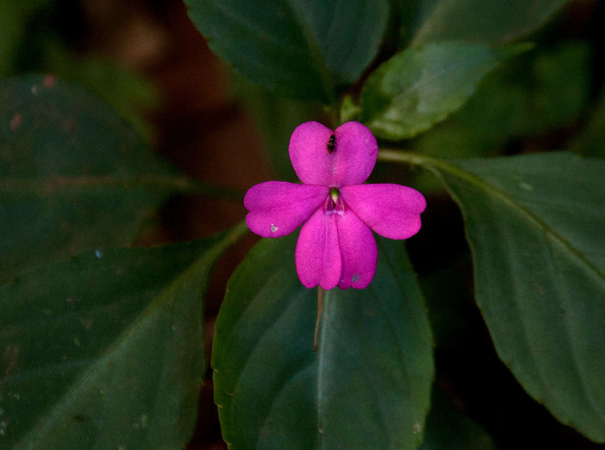 Impatiens resmi