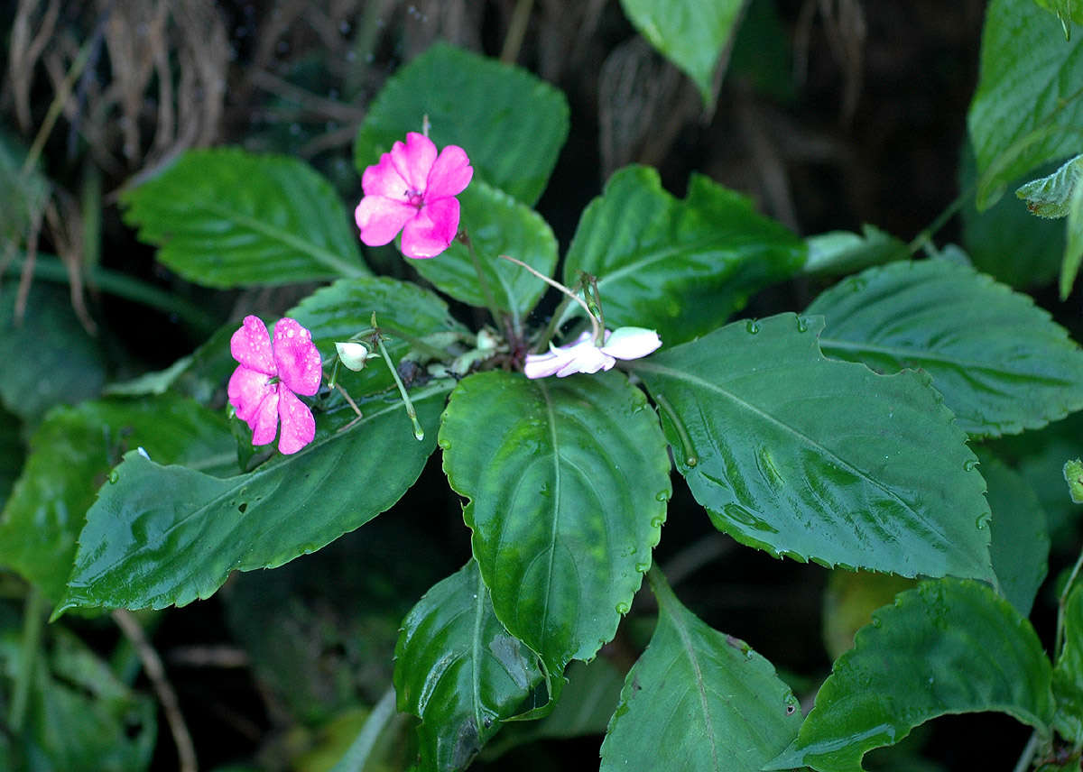 Impatiens resmi