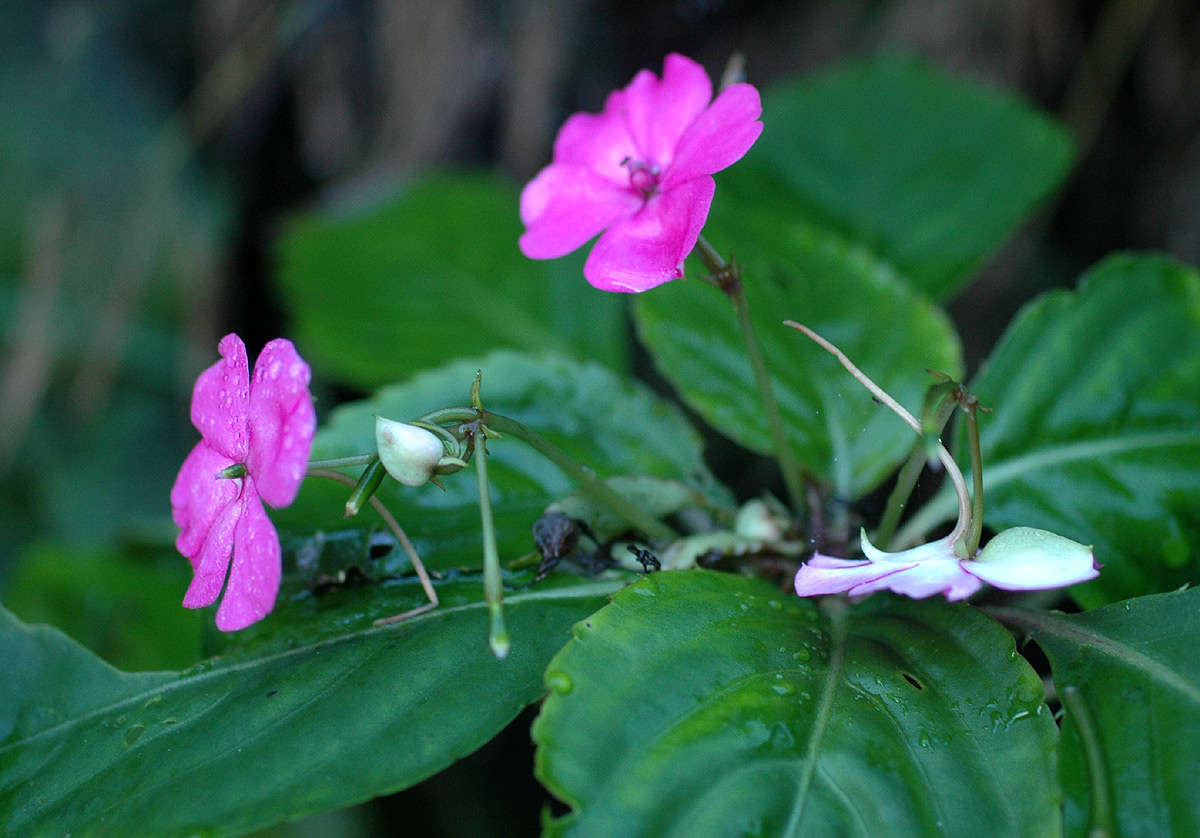 Impatiens resmi