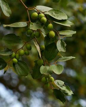 Image of jujube