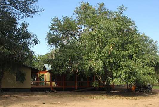 Image of Buffalo thorn