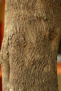 Image of Buffalo thorn