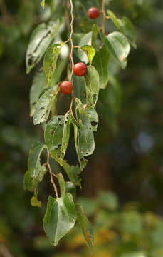 Image of Buffalo thorn