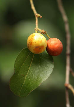 Image of Buffalo thorn