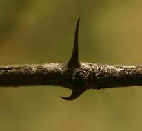 Image of Buffalo thorn