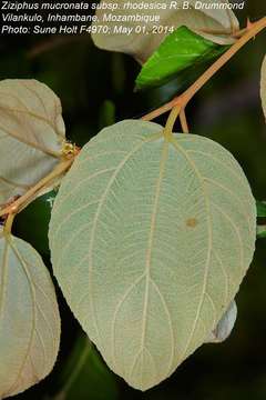 Image of Buffalo thorn