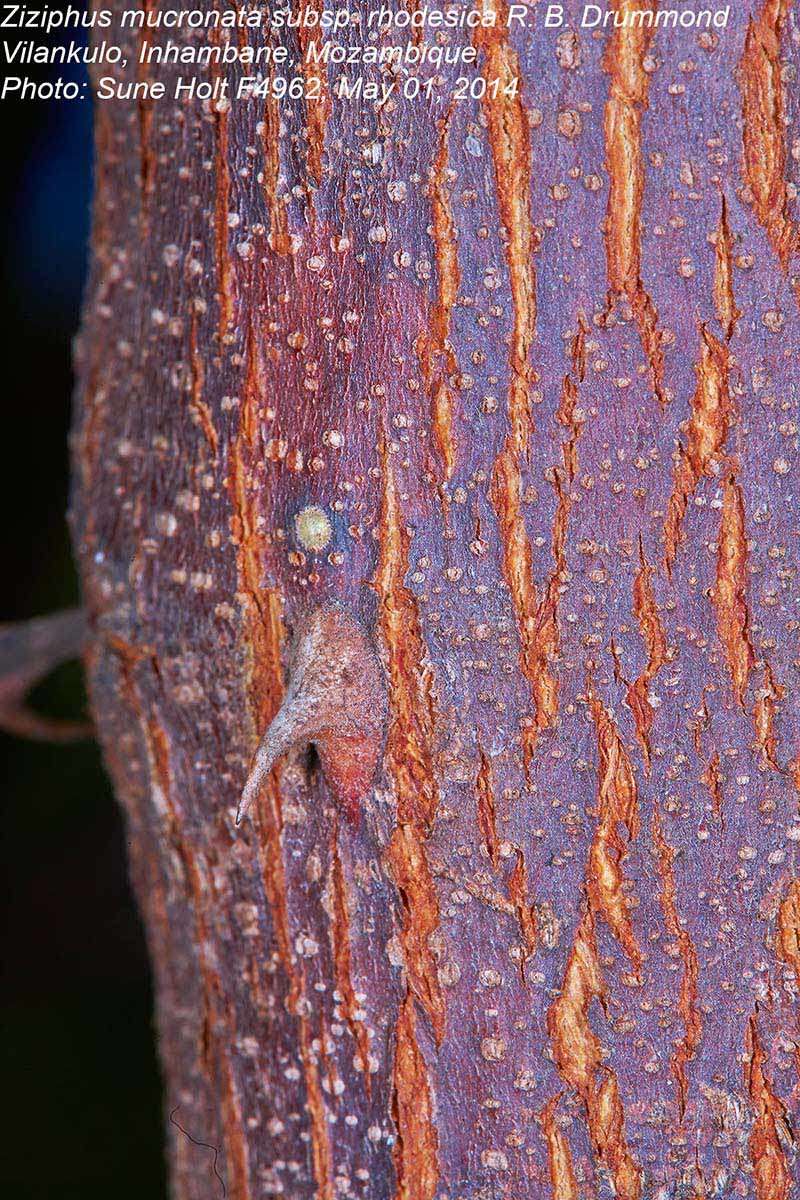 Image of Buffalo thorn