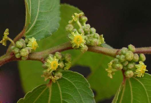 Image of Buffalo thorn