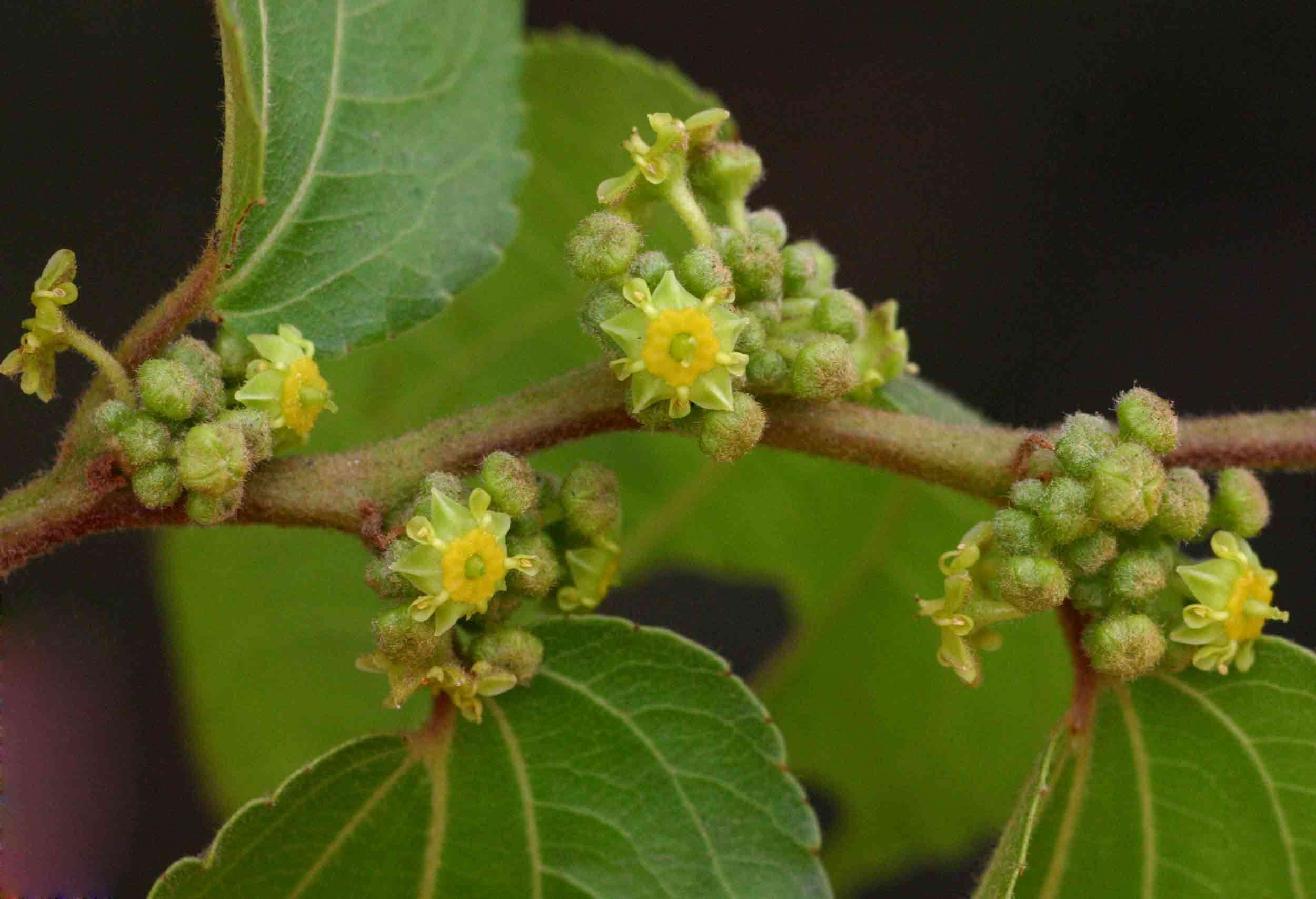 Imagem de Ziziphus mucronata subsp. rhodesica Drum.