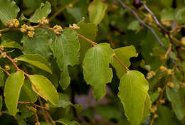 Image of Buffalo thorn