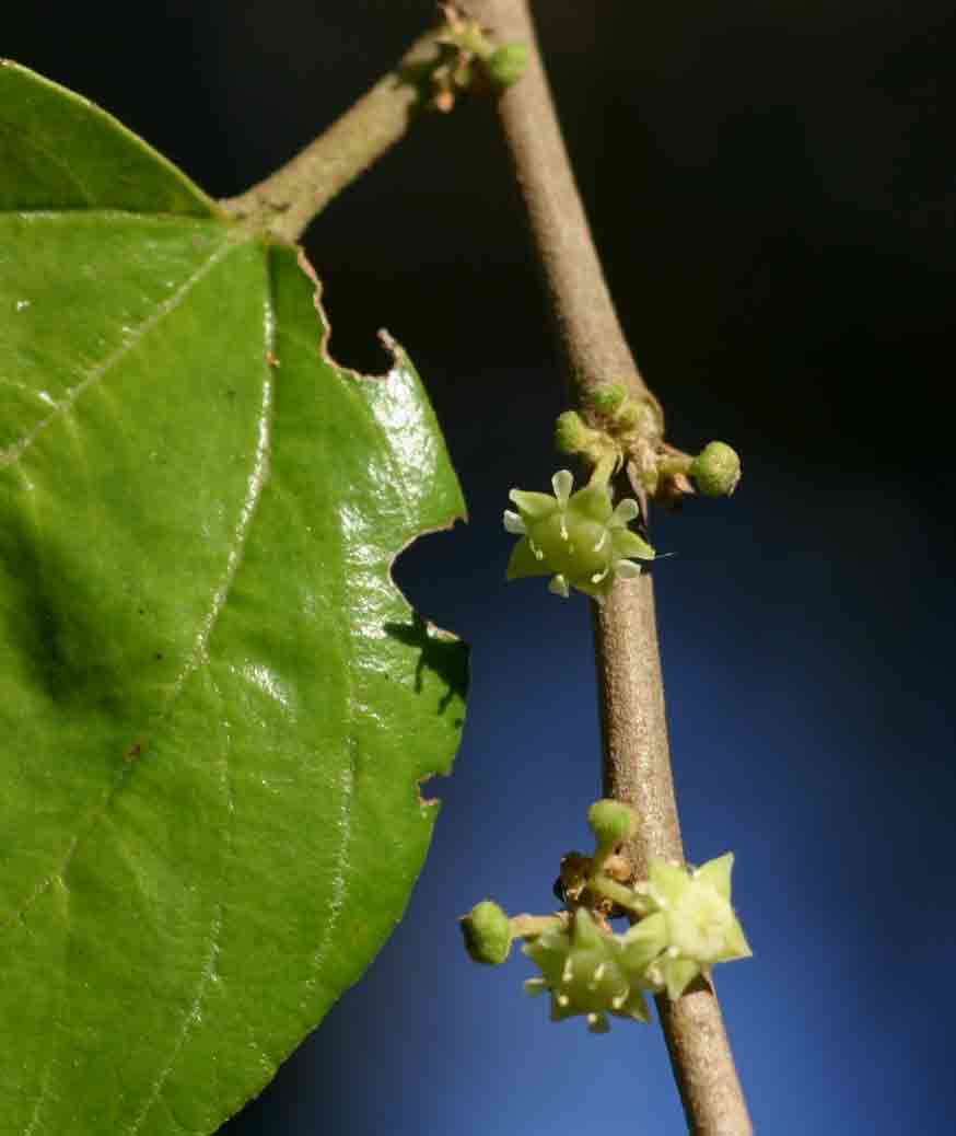 Imagem de Ziziphus mucronata subsp. rhodesica Drum.