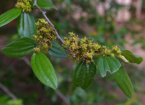 Ziziphus pubescens Oliver的圖片