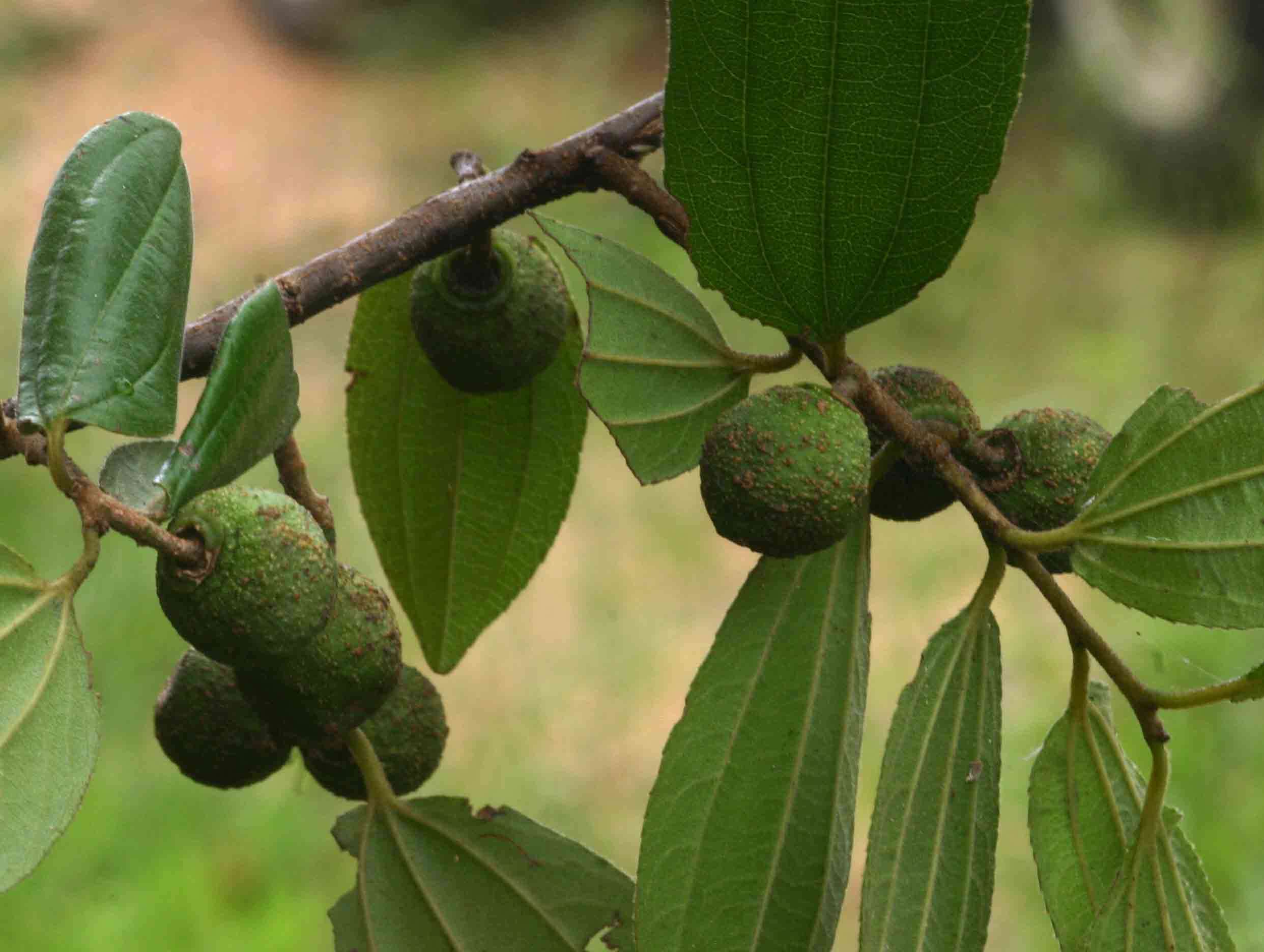 Plancia ëd Ziziphus pubescens Oliver