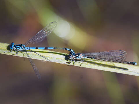 Image of Swamp Bluet