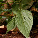 Image of Gouania longispicata Engl.