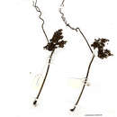Image of Simple-leaved wild grape