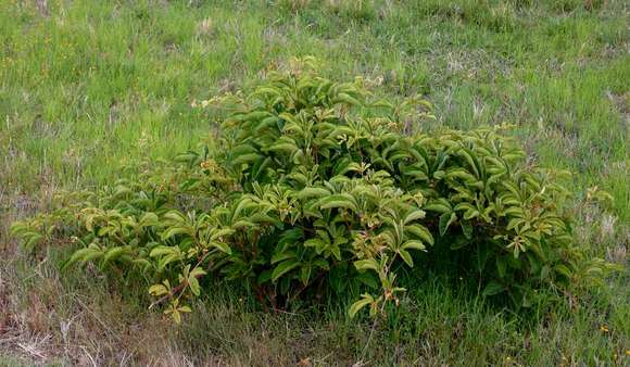 Image of Ampelocissus obtusata (Welw. ex Bak.) Planch.