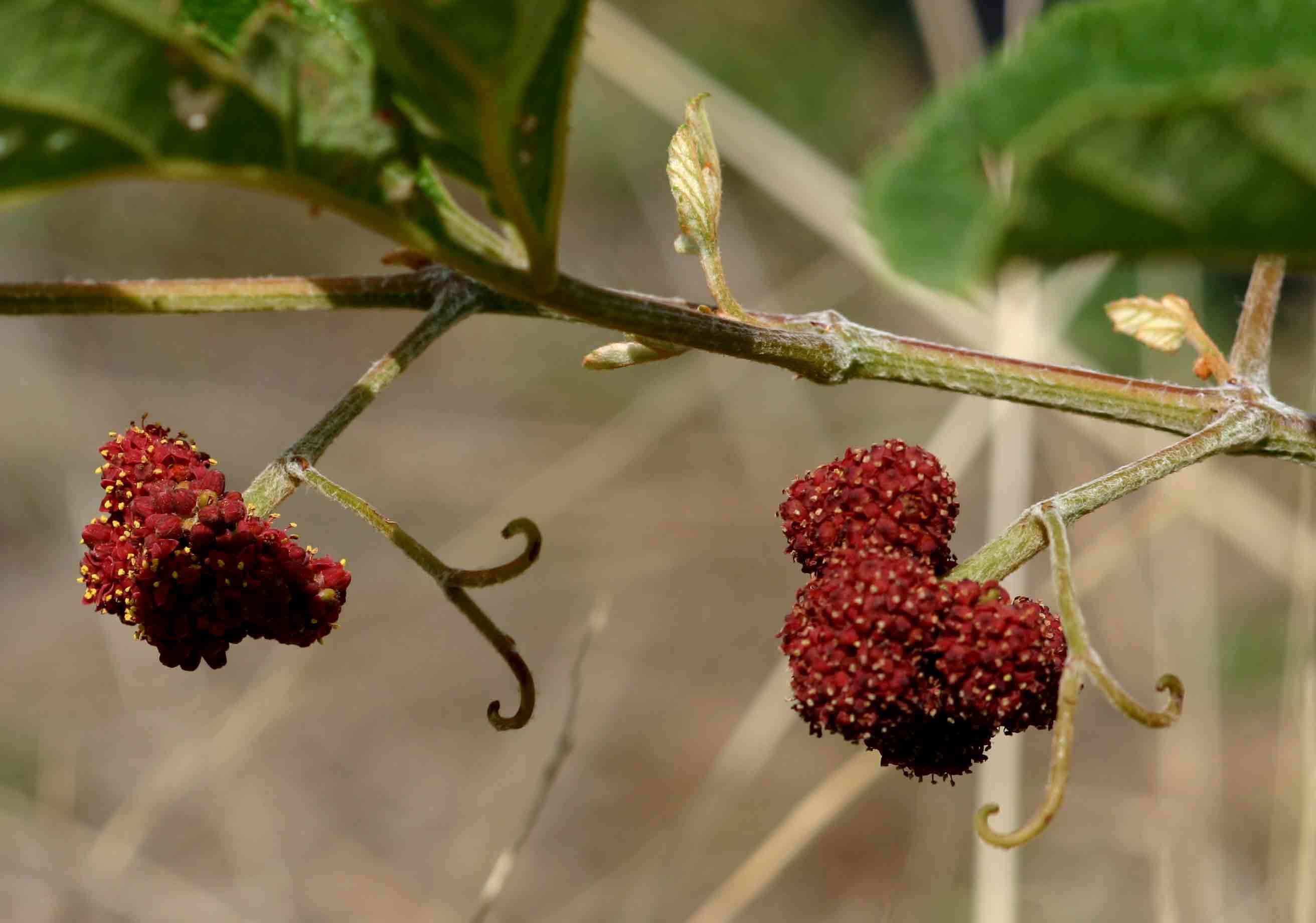 Image of Ampelocissus obtusata (Welw. ex Bak.) Planch.