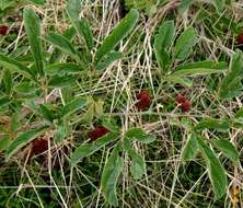 Image of Ampelocissus obtusata (Welw. ex Bak.) Planch.