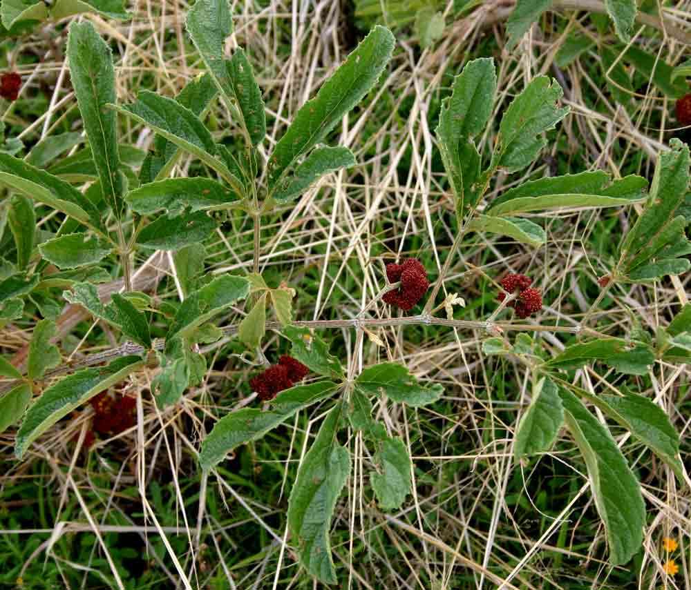 Image of Ampelocissus obtusata (Welw. ex Bak.) Planch.