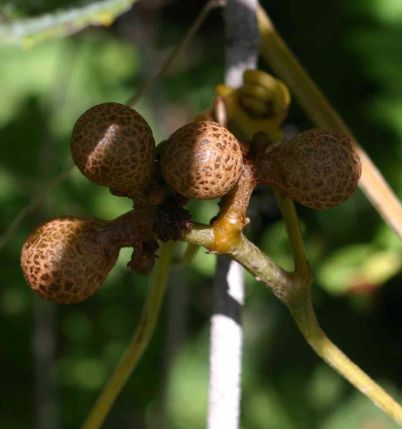 Image of Ampelocissus obtusata (Welw. ex Bak.) Planch.