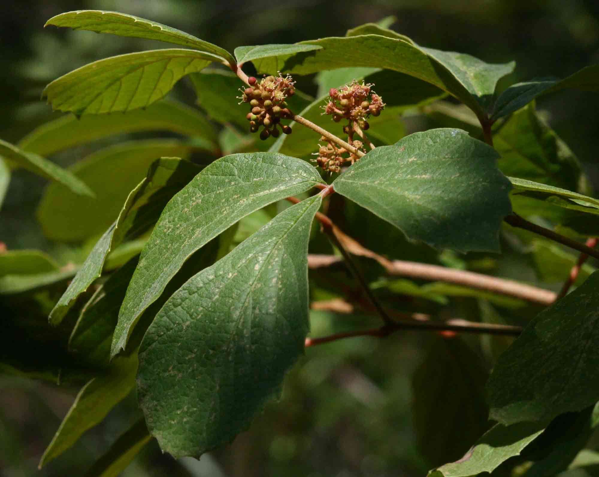 Image de Rhoicissus tridentata (L. fil.) Wild & R. B. Drumm.