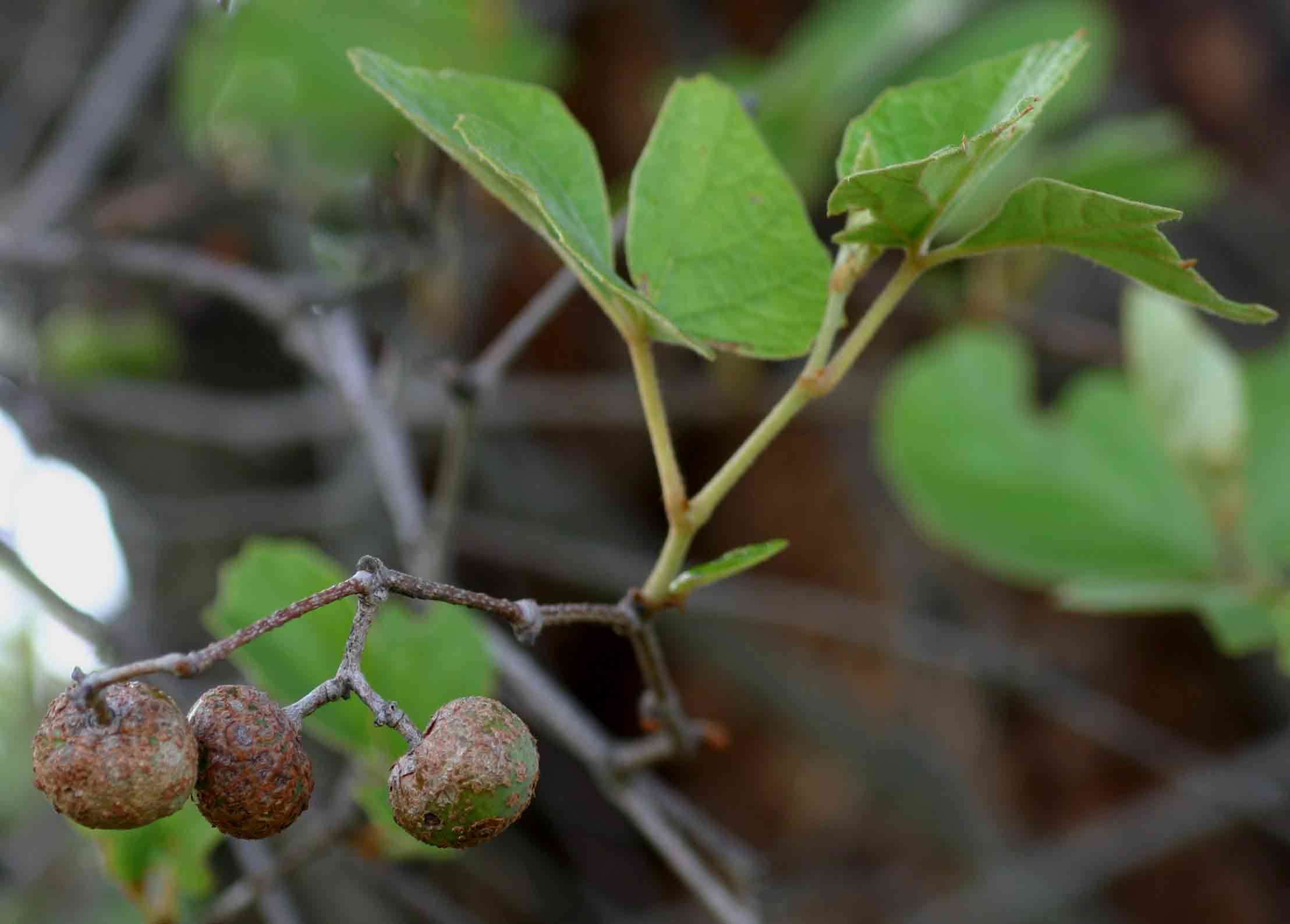 Image de Rhoicissus tridentata (L. fil.) Wild & R. B. Drumm.