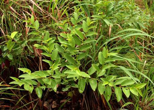 Imagem de Cissus cornifolia (Bak.) Planch.