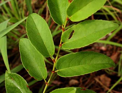 Imagem de Cissus cornifolia (Bak.) Planch.