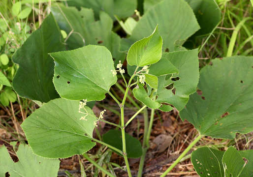 Imagem de Cissus grisea (Bak.) Planch.