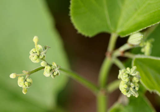 Plancia ëd Cissus grisea (Bak.) Planch.