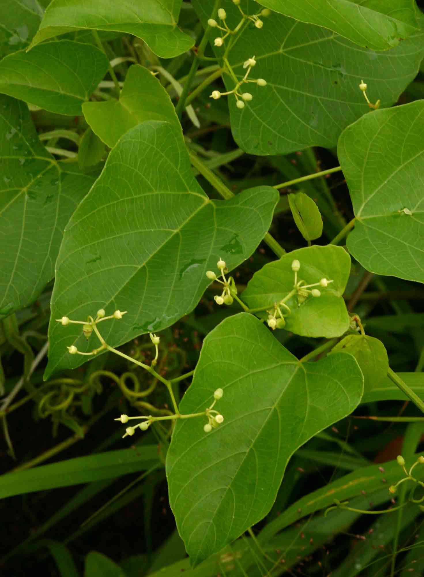 Cissus integrifolia (Bak.) Planch.的圖片